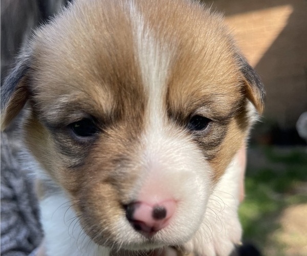 Medium Photo #5 Pembroke Welsh Corgi Puppy For Sale in BRYAN, TX, USA