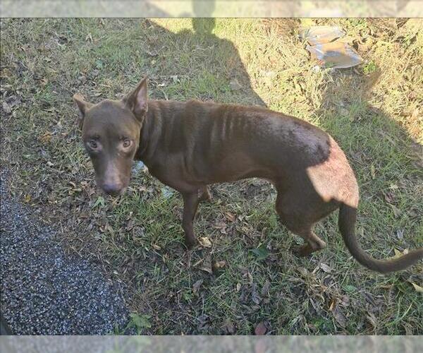 Medium Photo #1 Labrador Retriever-Unknown Mix Puppy For Sale in Conroe, TX, USA