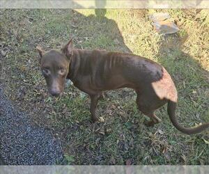 Labrador Retriever-Unknown Mix Dogs for adoption in Conroe, TX, USA