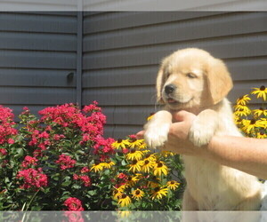 English Cream Golden Retriever Puppy for sale in MECHANICSVILLE, MD, USA