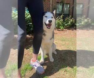 Siberian Husky Dogs for adoption in Cumming, GA, USA