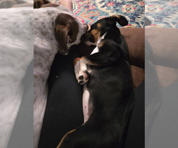 Medium Photo #5 Mutt Puppy For Sale in garner, NC, USA