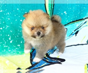 Pomeranian Puppy for sale in DAWSONVILLE, GA, USA