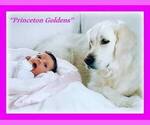 Small Photo #12 English Cream Golden Retriever Puppy For Sale in PRINCETON, WV, USA