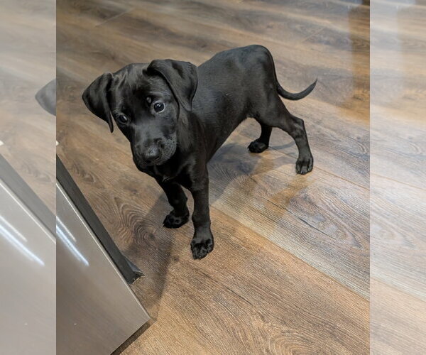 Medium Photo #2 Labrador Retriever-Unknown Mix Puppy For Sale in The Woodlands, TX, USA