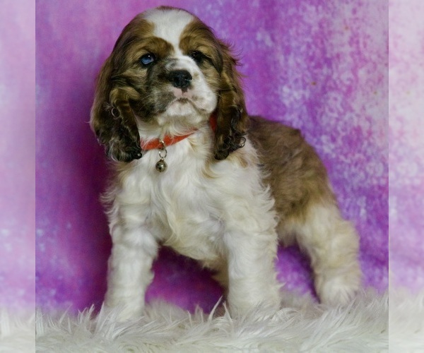 Medium Photo #2 Cocker Spaniel Puppy For Sale in WARSAW, IN, USA