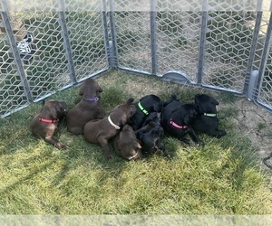 Pudel Pointer Puppy for Sale in OAK HARBOR, Ohio USA