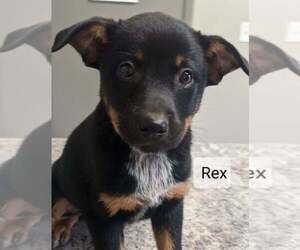 Australian Cattle Dog-Mountain Feist Mix Puppy for sale in CLARKRANGE, TN, USA