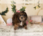 Small Photo #4 ShihPoo Puppy For Sale in WARSAW, IN, USA