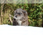 Small #16 ShihPoo