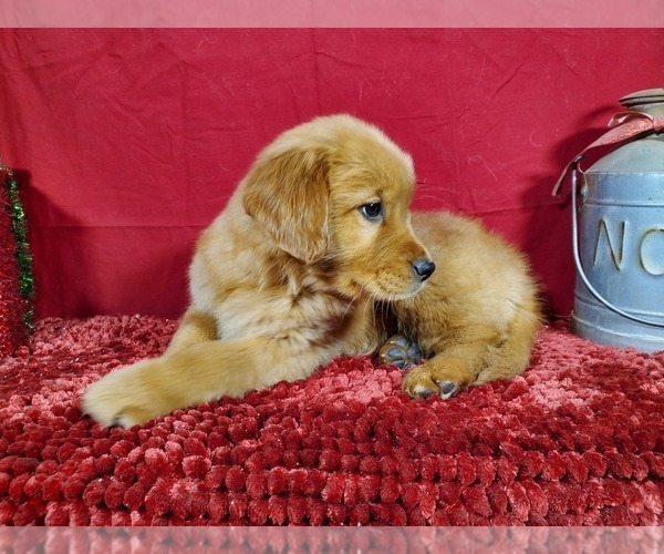 Medium Photo #6 Golden Retriever Puppy For Sale in BLACK FOREST, CO, USA
