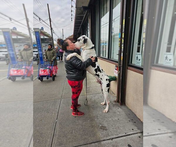 Medium Photo #4 Great Dane Puppy For Sale in Brooklyn, NY, USA
