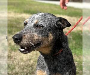 Mutt Dogs for adoption in Yardley, PA, USA