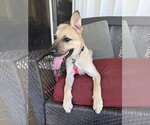 Small #1 Mutt