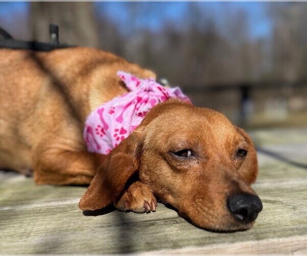 Medium Photo #1 Dachshund-Unknown Mix Puppy For Sale in Warrenton, VA, USA