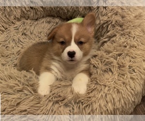 Pembroke Welsh Corgi Litter for sale in GUTHRIE, KY, USA