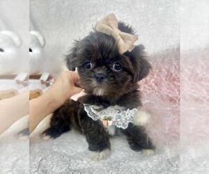 Shih Tzu Puppy for sale in MIAMI, FL, USA