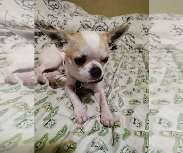 Medium Photo #4 Chihuahua Puppy For Sale in St. Louis Park, MN, USA