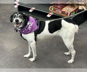 Sadie - Female Beagle-Mountain Cur Mix Dog for Adoption - Photo #2