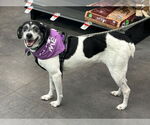 Small Photo #2 Beagle-Mountain Cur Mix Puppy For Sale in Crystal, MN, USA