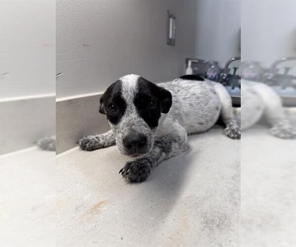 Medium Photo #1 American Pit Bull Terrier Puppy For Sale in Baytown, TX, USA