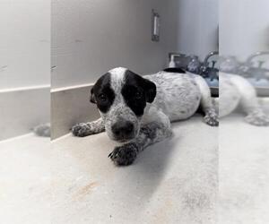 American Pit Bull Terrier Dogs for adoption in Baytown, TX, USA