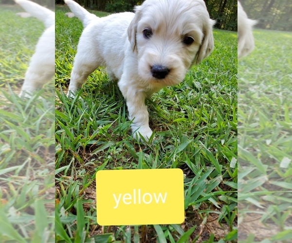 Medium Photo #6 Goldendoodle Puppy For Sale in MACON, VA, USA