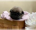 Puppy AKC fawn Pug