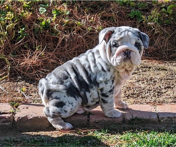 Medium Photo #3 English Bulldog Puppy For Sale in RIVERSIDE, CA, USA