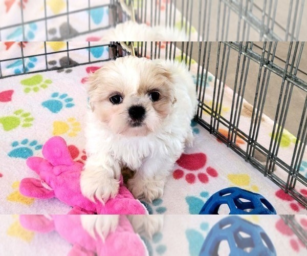Medium Photo #12 Shih Tzu Puppy For Sale in ORO VALLEY, AZ, USA