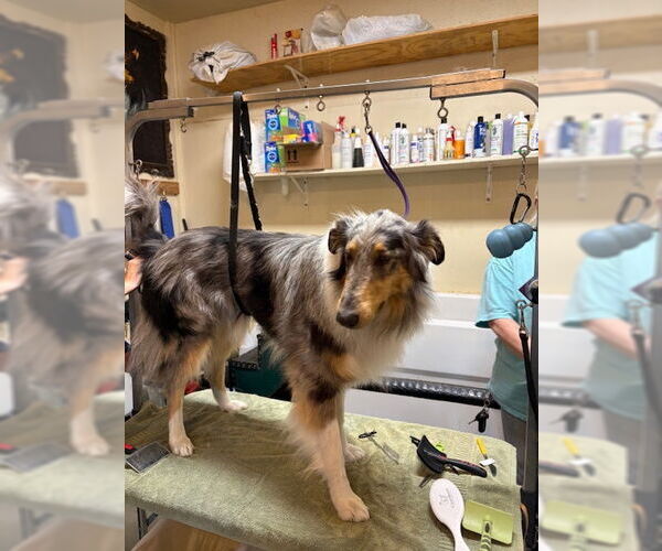 Medium Photo #2 Collie Puppy For Sale in Pueblo West, CO, USA