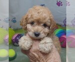 Small #5 Cavapoo