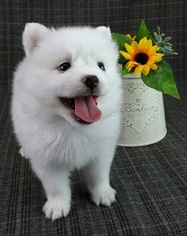 Japanese Spitz Puppy for sale in IRVINE, CA, USA
