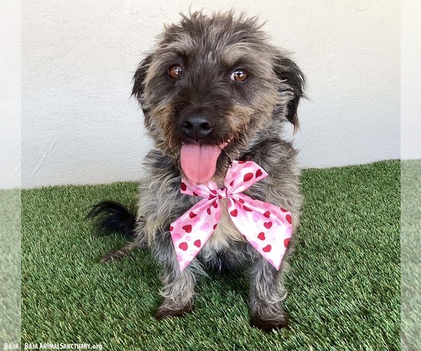 Medium Photo #3 Silky Terrier-Unknown Mix Puppy For Sale in San Diego, CA, USA