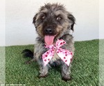 Small #2 Silky Terrier Mix