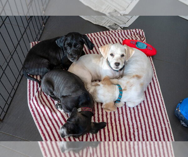 Medium Photo #2 Cocker Spaniel-Unknown Mix Puppy For Sale in Mundelein, IL, USA