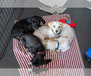 Iggy - Male Cocker Spaniel-Unknown Mix Dog for Adoption - Photo #2