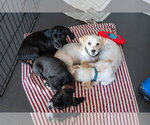 Small Photo #2 Cocker Spaniel-Unknown Mix Puppy For Sale in Mundelein, IL, USA