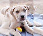 Small #8 American Pit Bull Terrier-Bulldog Mix