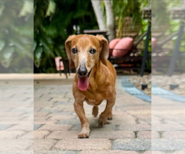 Medium Photo #4 Dachshund Puppy For Sale in Weston, FL, USA
