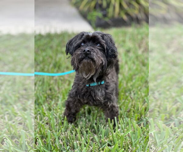 Medium Photo #4 Maltese-Poodle (Toy) Mix Puppy For Sale in Valrico, FL, USA