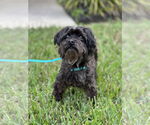 Small #3 Maltese-Poodle (Toy) Mix