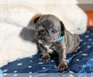 French Bulldog Puppy for sale in WAWATOSA, WI, USA