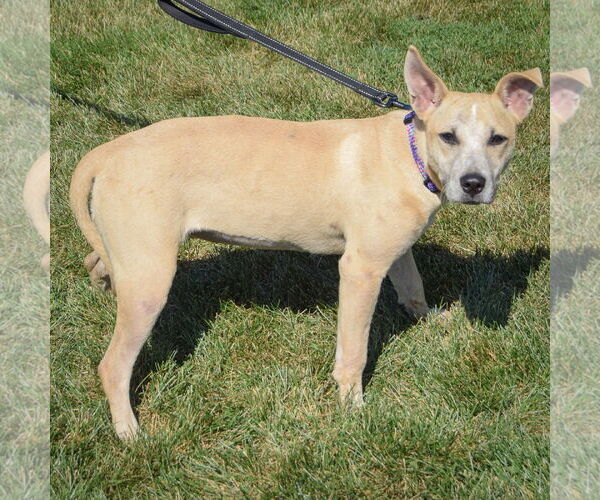 Medium Photo #2 Mutt Puppy For Sale in Huntley, IL, USA