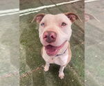 Small #27 American Staffordshire Terrier Mix