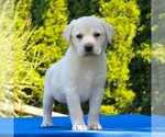 Small Photo #1 Labrador Retriever Puppy For Sale in GORDONVILLE, PA, USA