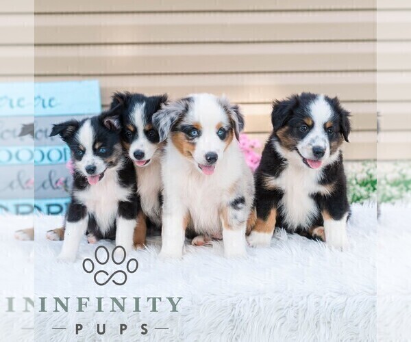 Medium Photo #2 Miniature Australian Shepherd Puppy For Sale in REBERSBURG, PA, USA
