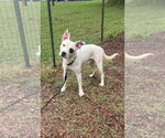 Linus: At shelter - Male Mutt Dog for Adoption - Small photo