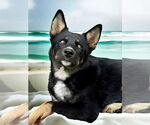 Small #1 Australian Shepherd