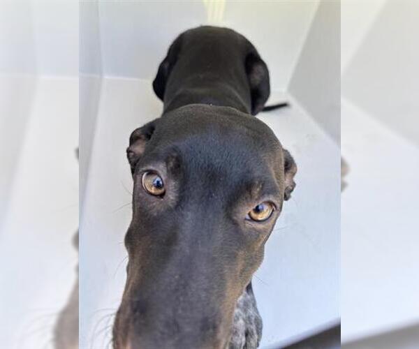Medium Photo #1 Doberman Pinscher-Unknown Mix Puppy For Sale in Houston, TX, USA